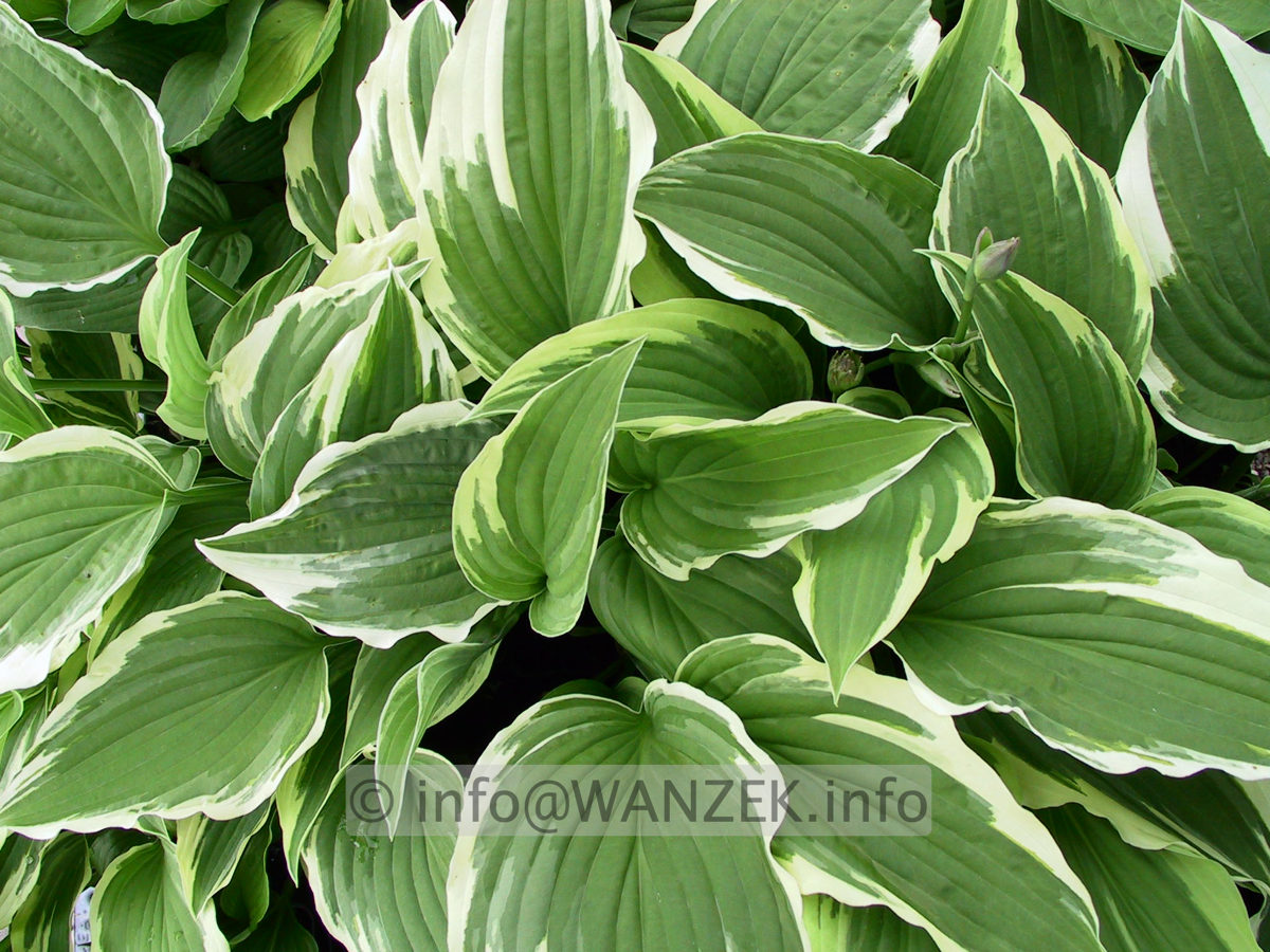 Hosta Hybride Silver Crown 06.jpg